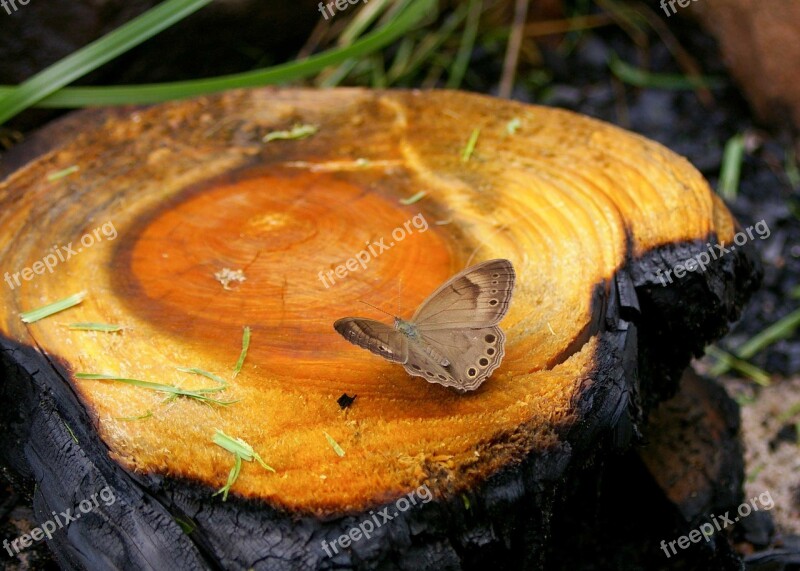 Nature Wood Tree Stump Outdoors