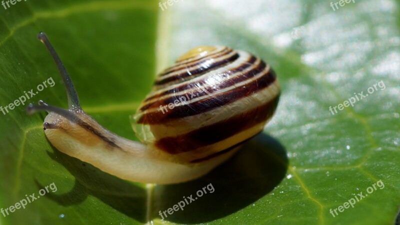 Snail Gastropod Crustaceans Invertebrate Free Photos