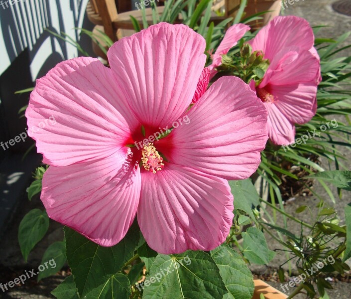 Flower Plant Hibiscus Mallow Free Photos