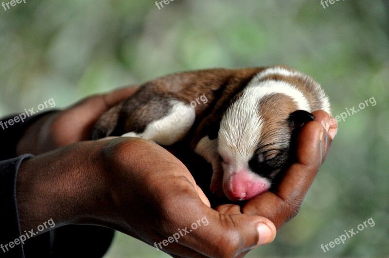 Mammal Wildlife Animal Cute Puppy