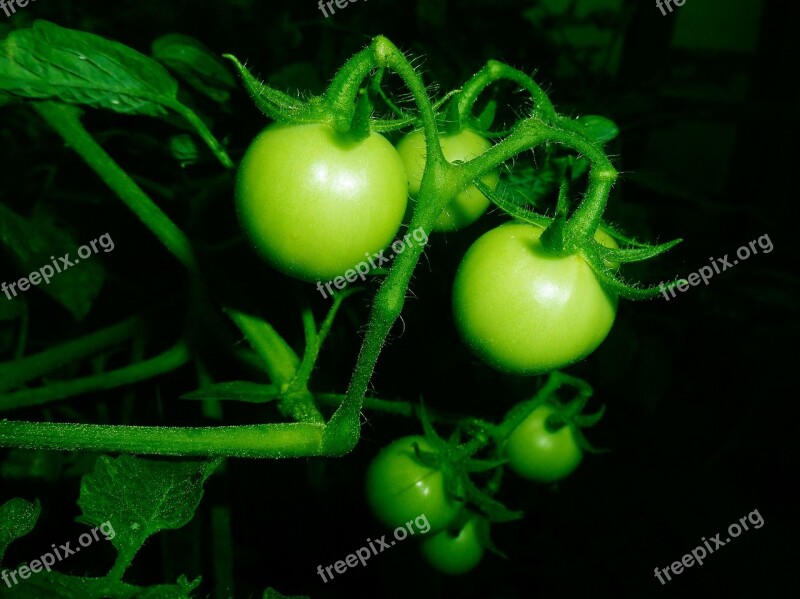 Tomato Fruit Fresh Papaya Food