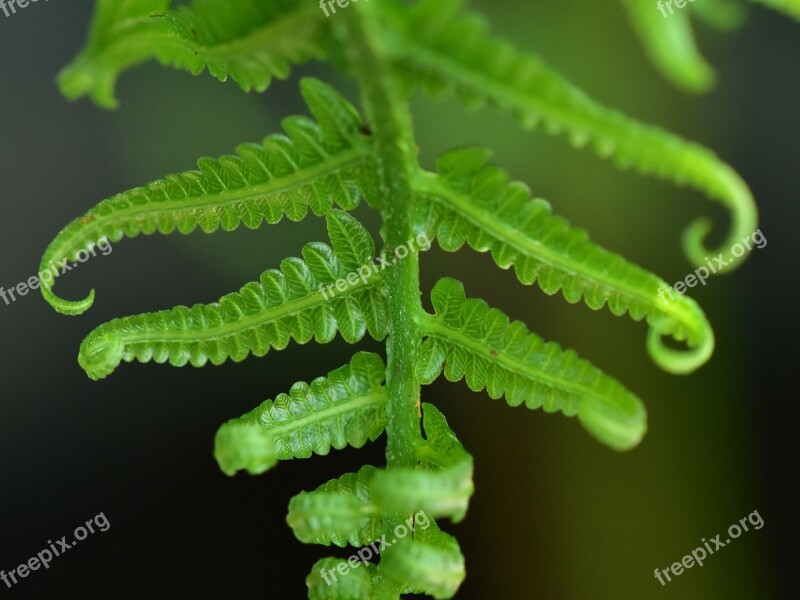 Fern Frond Foliage Leaf Growth