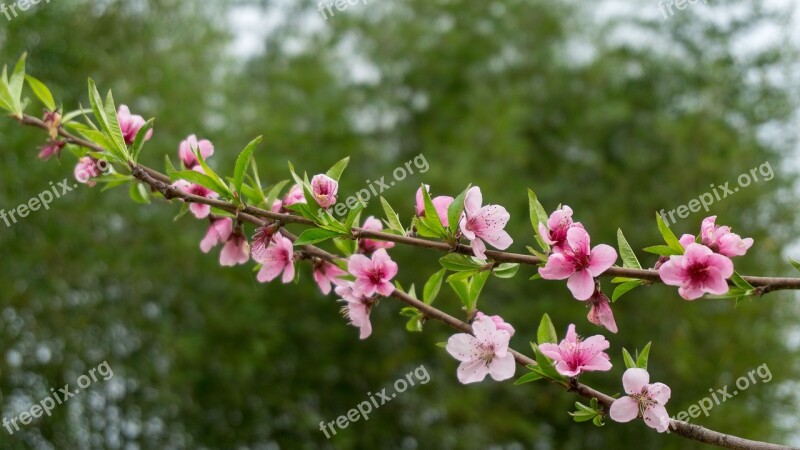 Peach Blossom Plant Pink Tree Nature