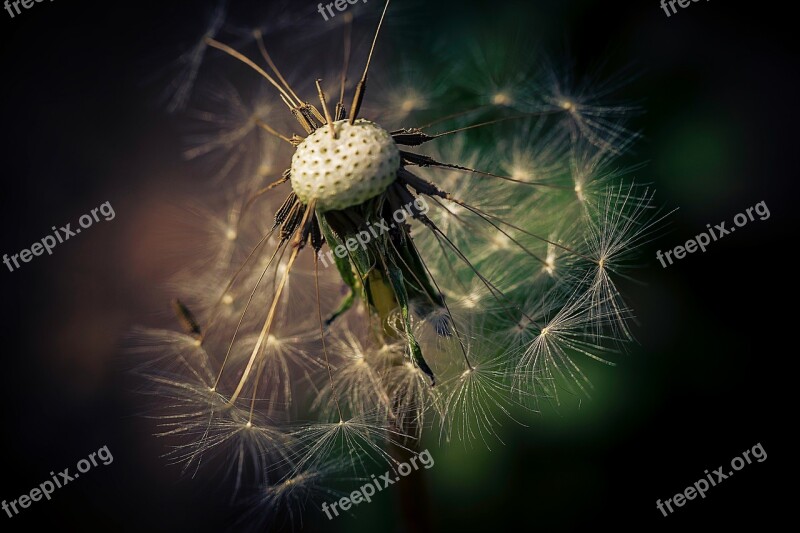 Nature Dandelion Plant Garden Macro