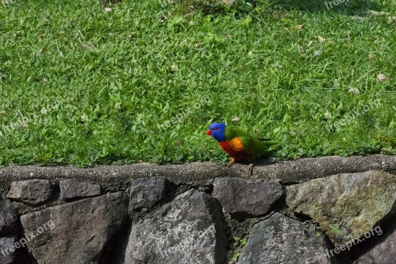 Nature Outdoors Summer Grass Bird