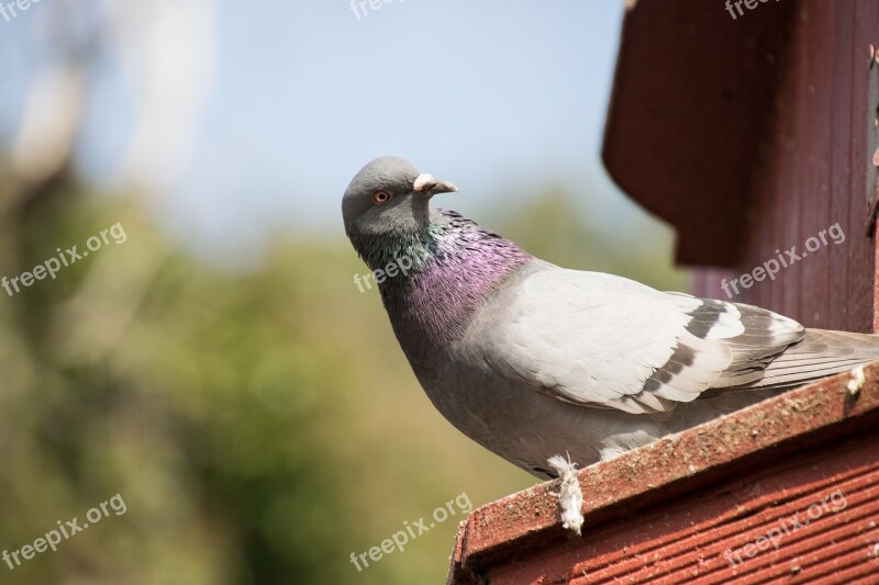 Bird Nature Dove Dovecote Flying