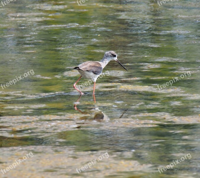 Wildlife Bird Shorebird Marsh Animal