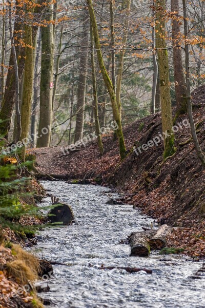 Nature Autumn Waters Wood Leaf