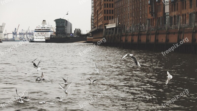 Hamburg Gulls Port Cranes Ship