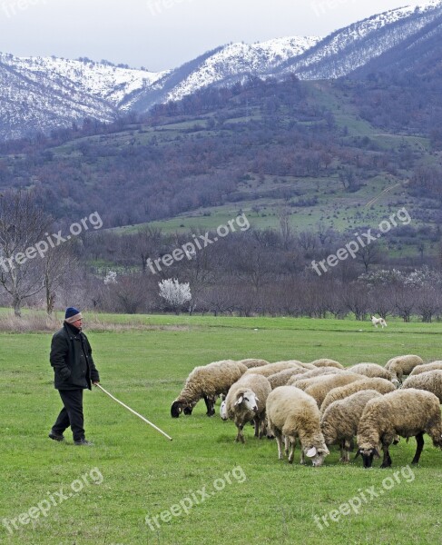 Shepherd Sheep Green Grass Psalm 23 Green