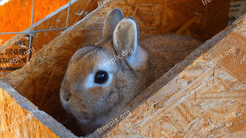 Nature Animal Rabbit Cute Mammal