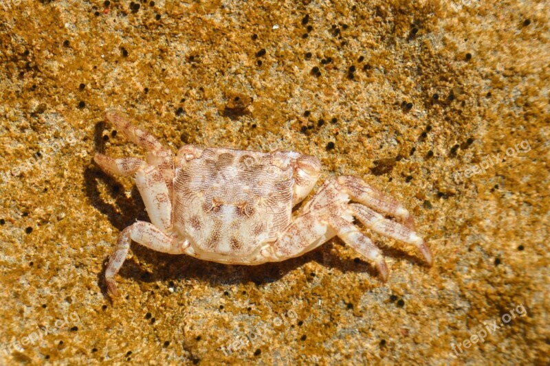 Crab Sand Cancer Sea Beach