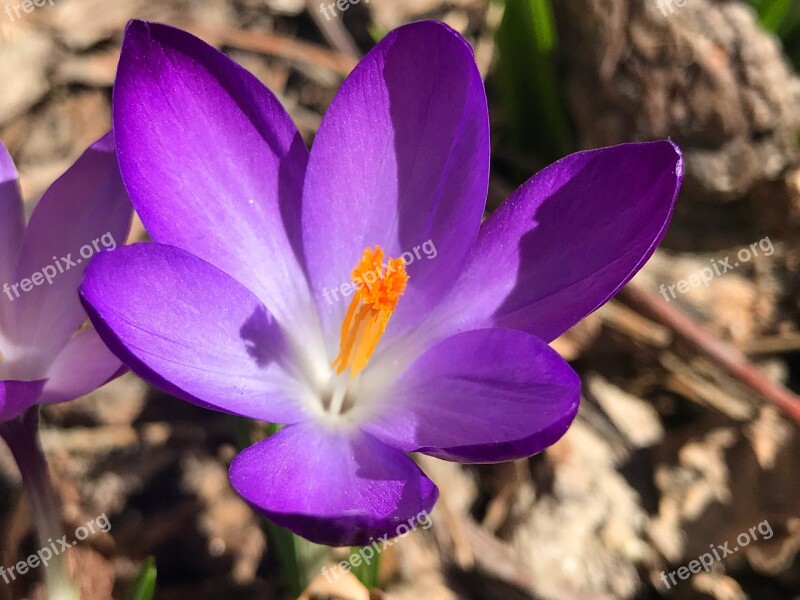 Nature Flower Flora Petal Garden