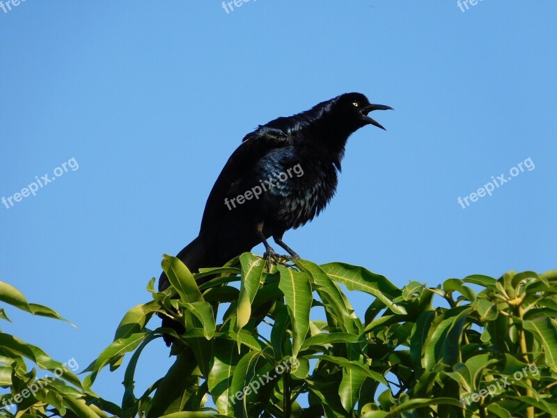 Birds Nature Wild Life Outdoors Free Photos