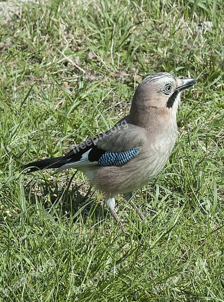 Jay Bird Close Up Meadow Free Photos