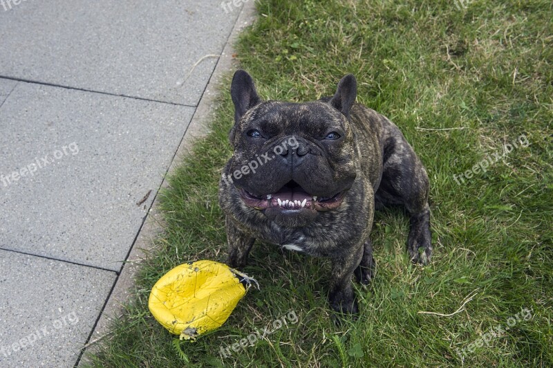 French Mastiff Grass Free Photos