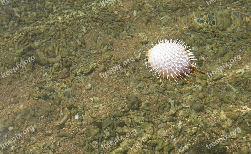 Nature Outdoor Puffer Fish Close-up Free Photos