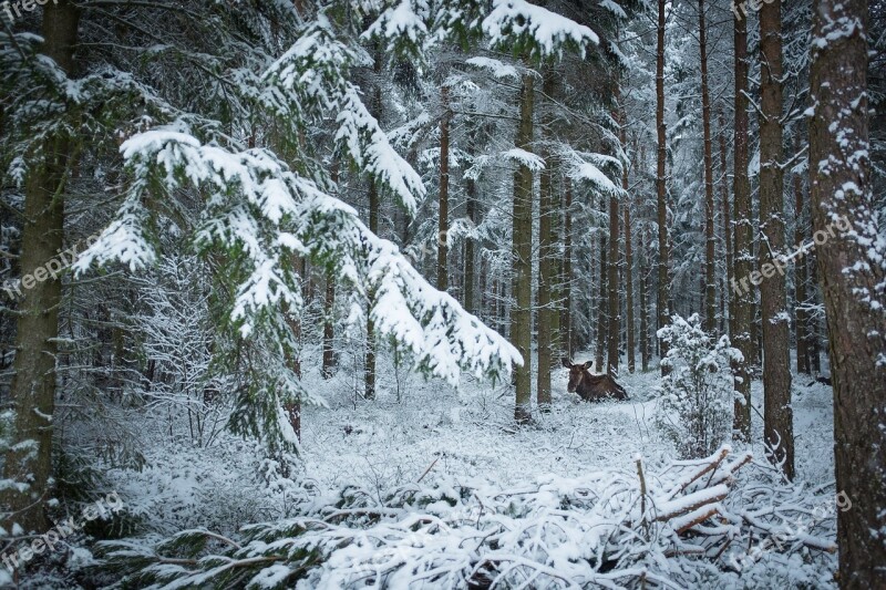 Snow Winter Wood Frost Nature