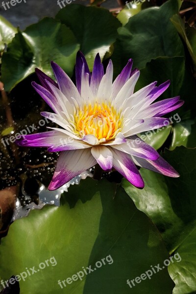 Lotus Waterlily Pond Purple Tipped