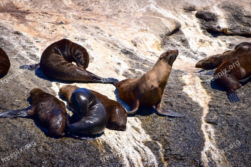 Seal Hout Bay Seal Island Nature Mammal