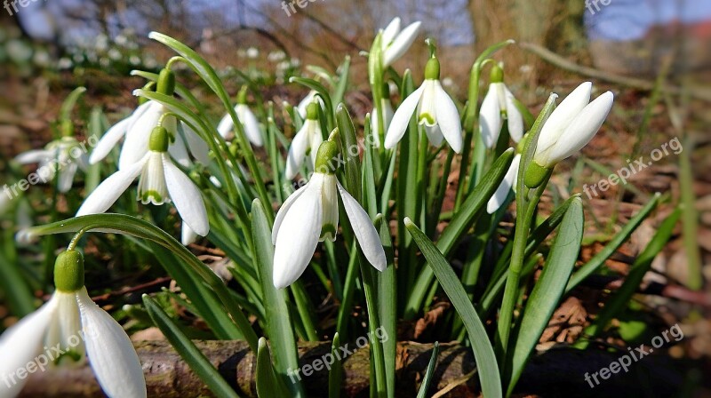 Flower Nature Plant Snowdrops Free Photos