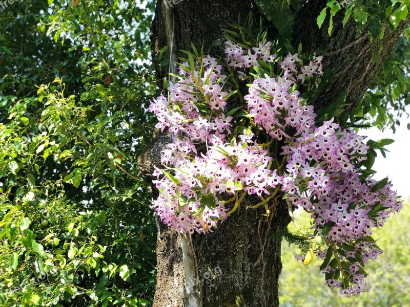 Tree Plant Nature Flower Parasitic Free Photos