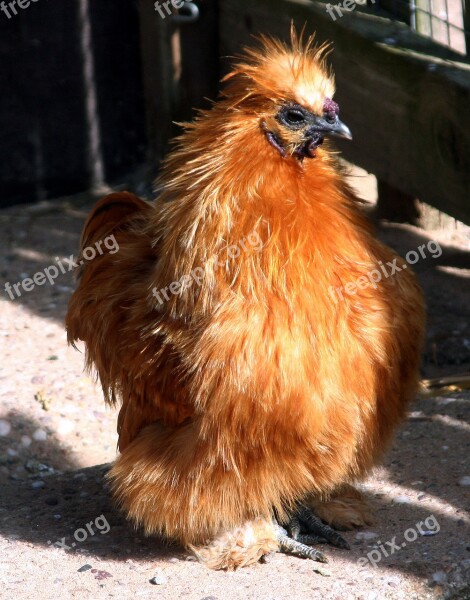 Hen Small Rousse Animal Bird