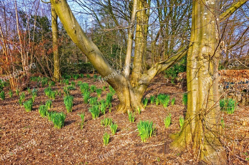 Daffodil Narcissus Plant Flower Growth