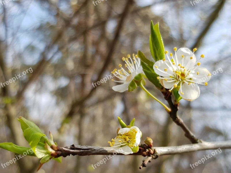 Tree Cherry Blossoms Nature Plant Spring