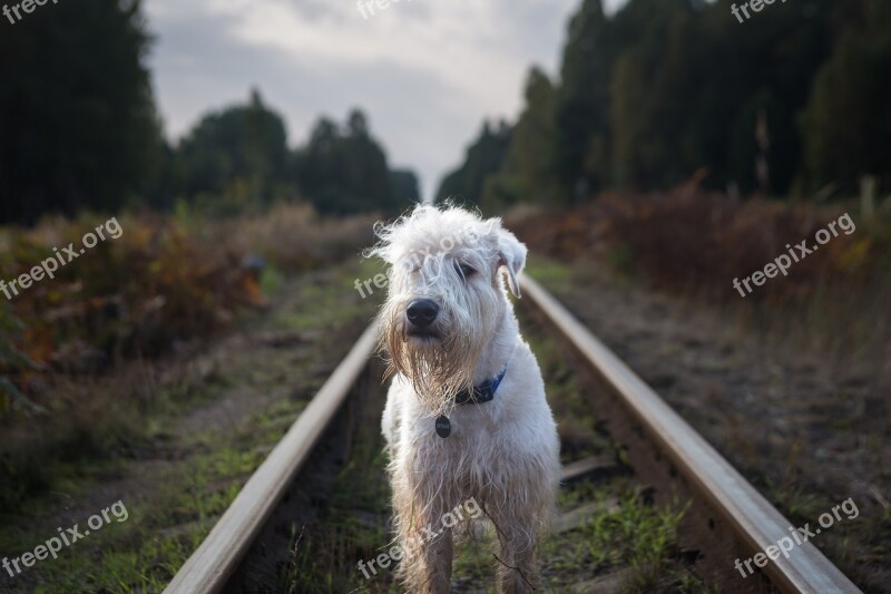 Nature Outdoors Railroad Summer Natural