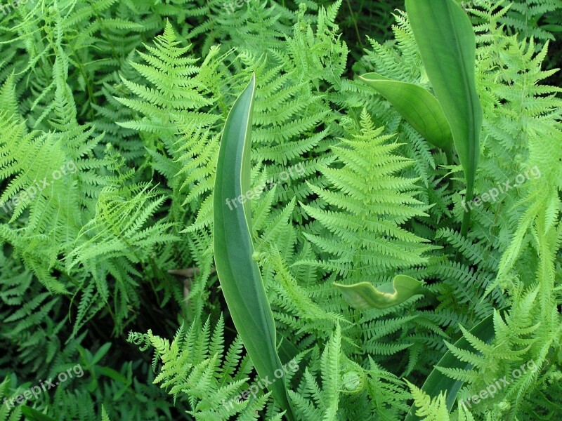 Leaf Fern Flora Nature Summer