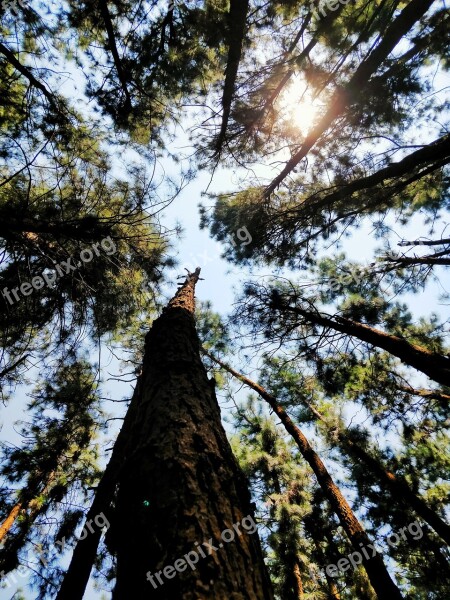 Tree Wood Nature Outdoors Landscape