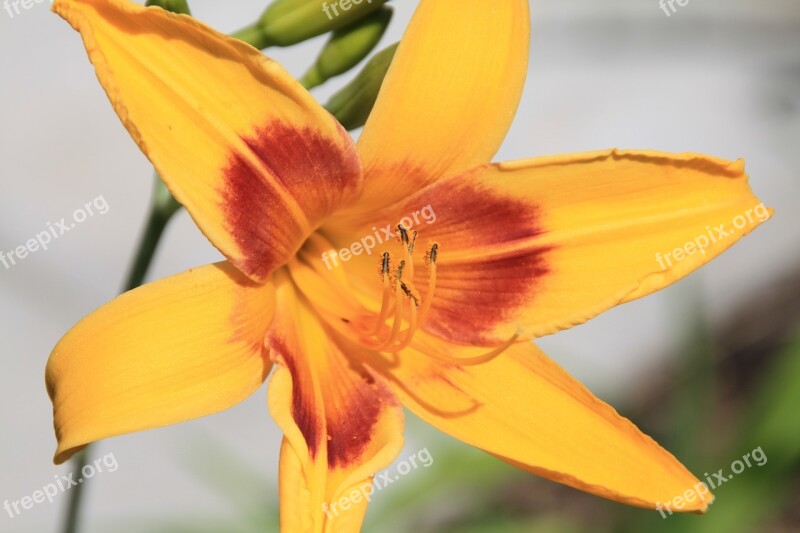 Nature Flower Plant Daylily Close Up