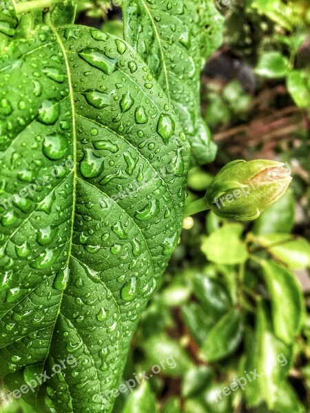 Leaf Flora Nature Growth Food