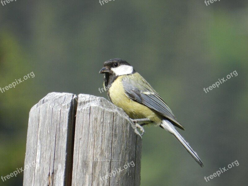 Bird Animal World Nature Tit Free Photos