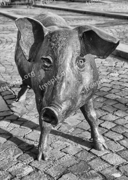 Pig Bronze Statue Sow Luck Pig Snout