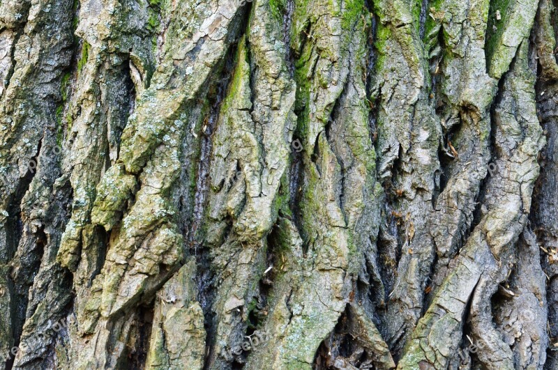 Bark Tree Wood Background Dry