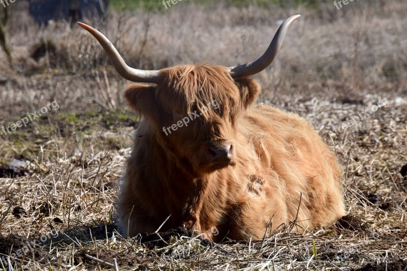 Beef Highland Beef Galloway Shaggy Break