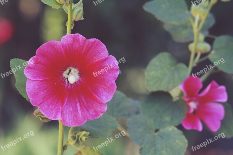 Flower Nature Flora Summer Leaf