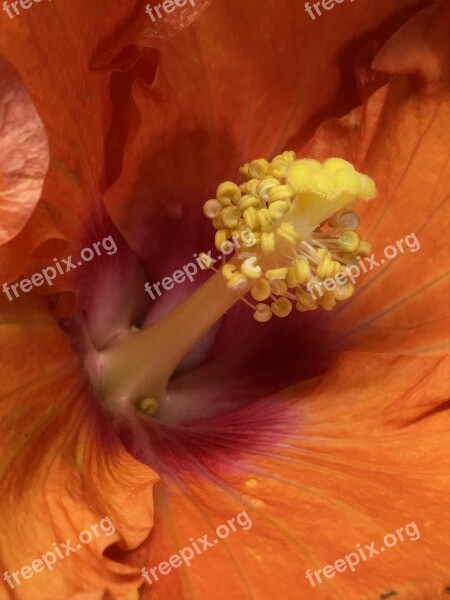 Pistils Stamens Red Petals Orange Flower Petals