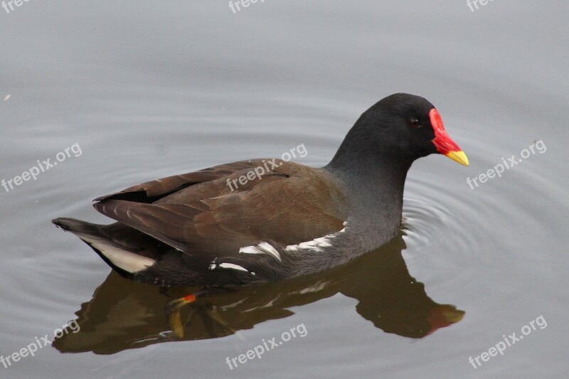 Bird Animal World Waters Nature Duck