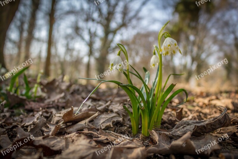 Blizzards Spring Nature Reserve Plant