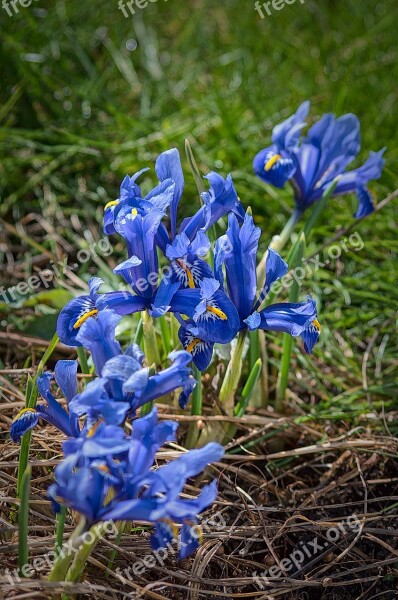 Nature Plant Flower Season Petal