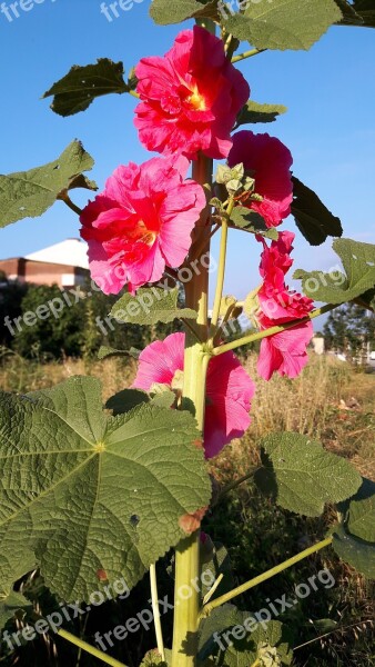 Nature Plant Flower Leaves Summer