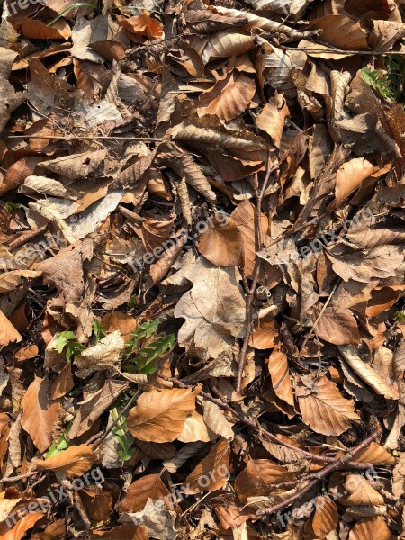 Leaf Nature Dry Wood Fall