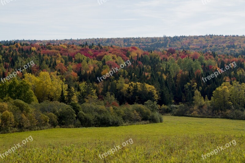 Nature Tree Landscape New Brunswick Countryside