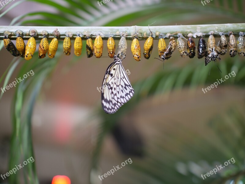 Butterfly Life Cycle Nature Insect Outdoors Butterfly