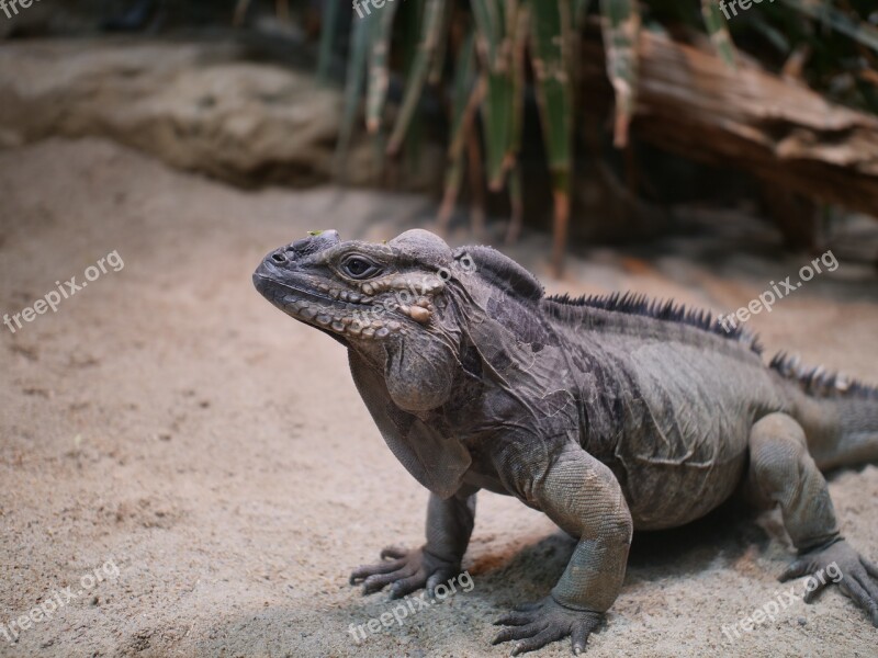 Rhinoceros Iguana Iguana Reptile Lizard Nature