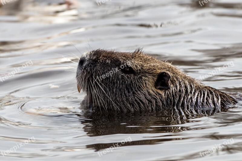 Animal World Waters Nature Animal Mammal