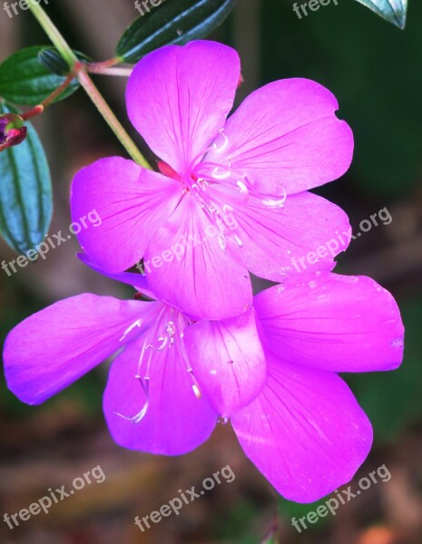 Te Male Flowers Nature Purple Plant Flower